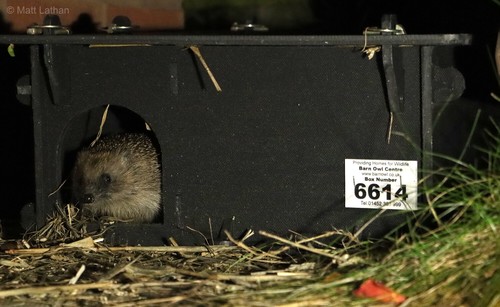 Hedgehog house - house,