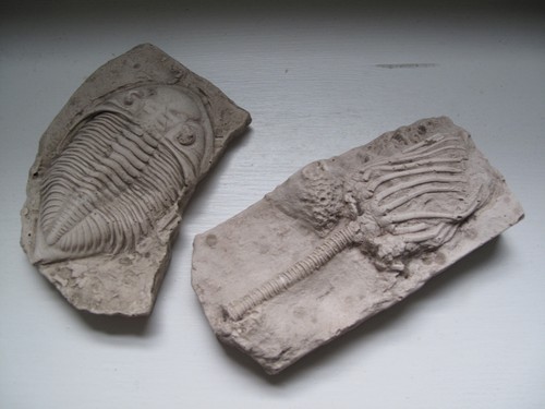 Vintage plaster cast - plaster, of