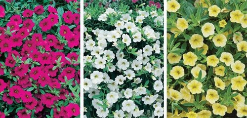 Calibrachoa trailing million - trailing,