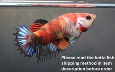 Thailand Live Betta Fish Pet Fancy Red KOI CT #2 Female Girl Rare Plakad Breeder