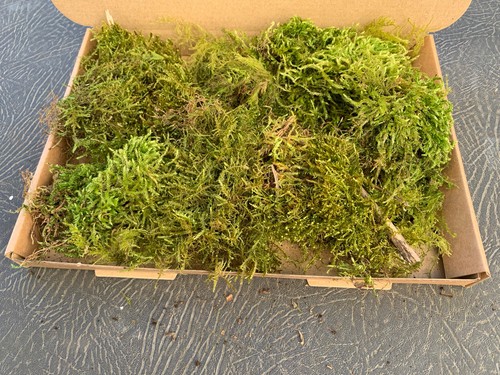 Live sphagnum moss fresh - moss,