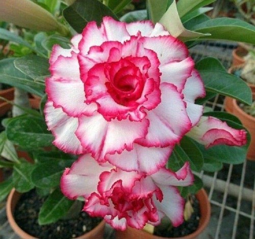 Adenium obesum double - adenium, petunia