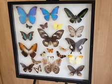 Butterflies - Rare 21 Vintage