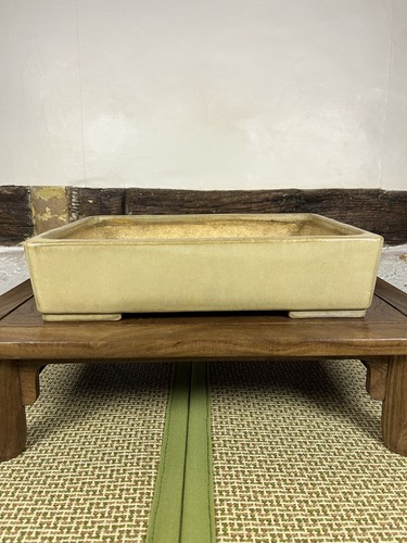 Aiba koyo bonsai - koyo,