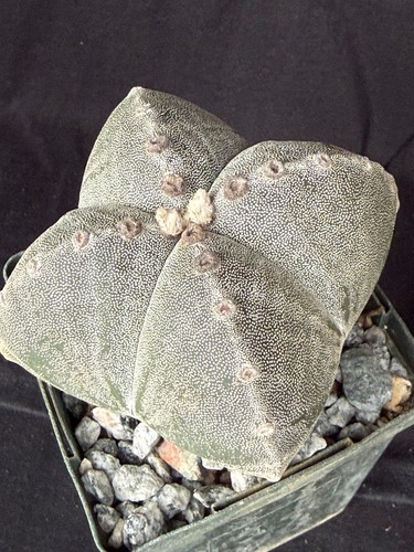 Astrophytum myriostigma - , v