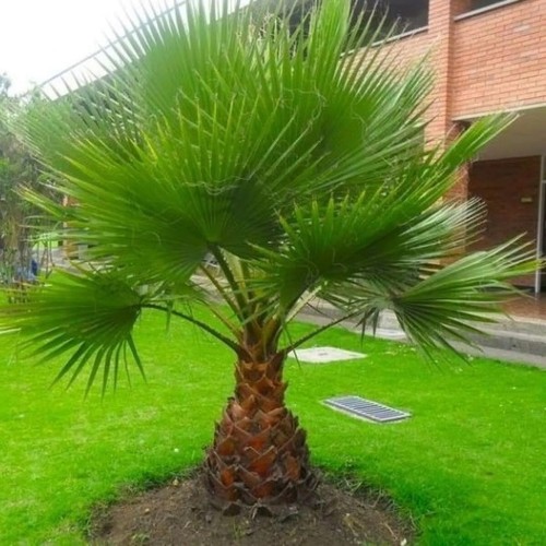 Washingtonia robusta mexican - robusta,