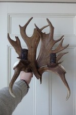 FALLOW DEER ANTLER LARGE DOUBLE WALL LIGHT HANDMADE HOME BARN FARM COTAGE LOFT A