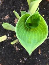 Hosta 'Blue Mammoth'  - Large
