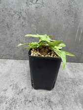 Euphorbia Itremensis 