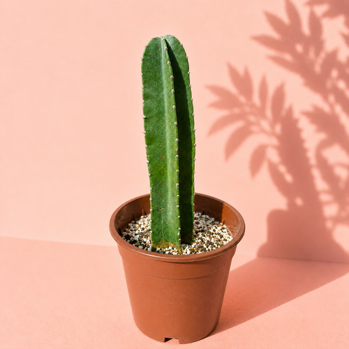 Large columnar cactus - large,