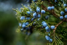 1x Juniper (Juniperus