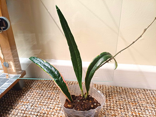 Hoya rare sulawesiana - rare,