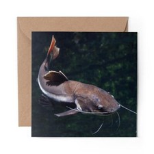 1 x Blank Greeting Card Redtail Catfish Fish Fishing Pond Lake #24100