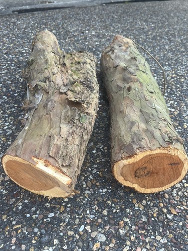 Yew wood logs for - 2,