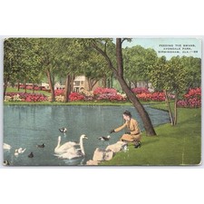 Postcard Feeding Swans