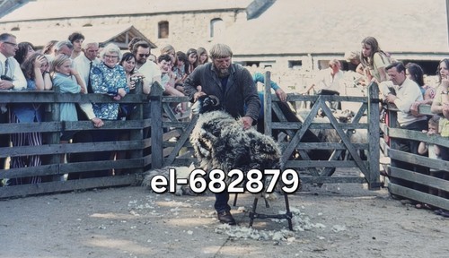 Original slide sheep shearing - original,