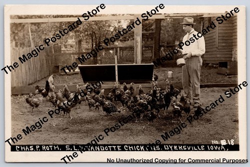 Chicken breed advertising rppc - chicken,