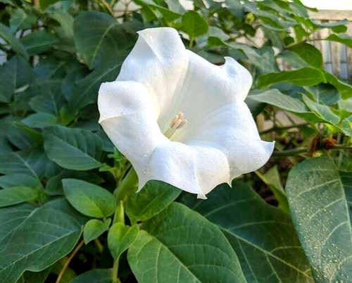Angel trumpet datura metel - trumpet,