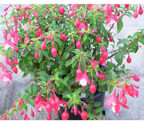 Hardy fuchsia plant - fuchsia, thumb