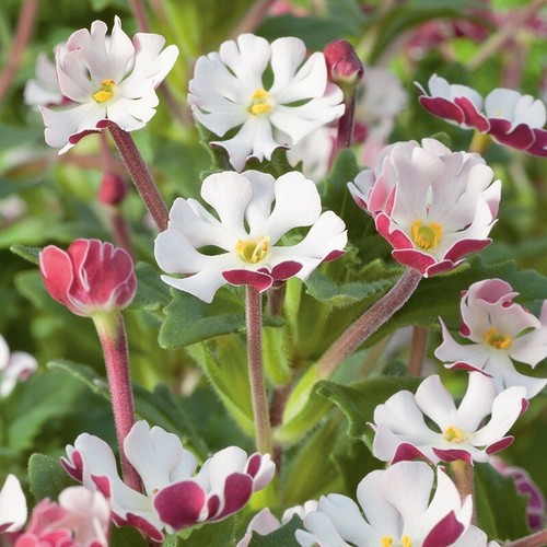Phlox zaluzianskya seeds - x, 25