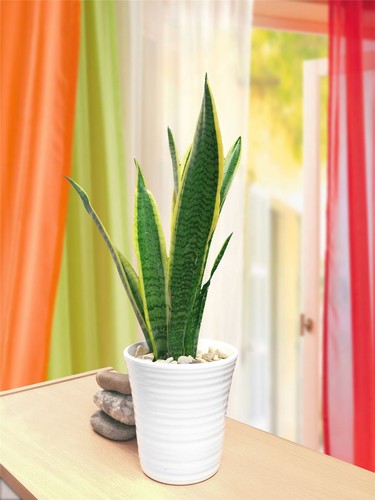 Sansevieria 40cm snake - sansevieria,