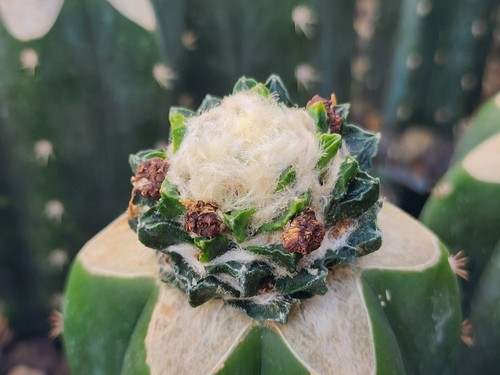 Ariocarpus scapharostrus - ariocarpus,