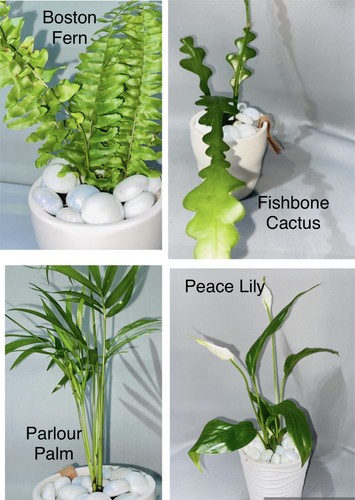Plant combo boston - combo,