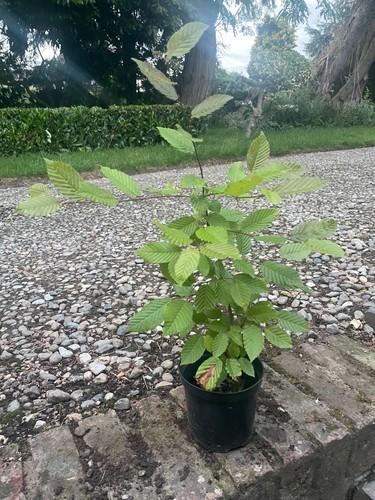 Beech tree fagus sylvatica - tree,