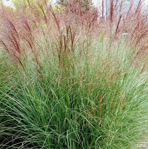 Miscanthus morning light in - miscanthus,