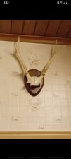 Roe Deer Antlers Mounted On