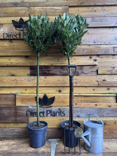 Extra large laurus - laurus, nobilis