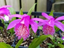 10x Pleione 'Tongariro'
