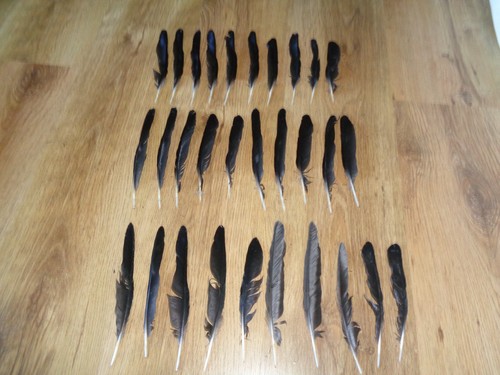 Corvid wing feathers - 30, 20cms