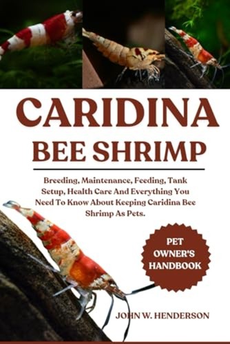 Caridina bee shrimp breeding - bee,