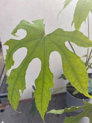 Fatsia polycarpa green fingers - polycarpa,