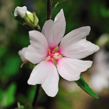 Lavatera Barnsley 3 Litre Pot