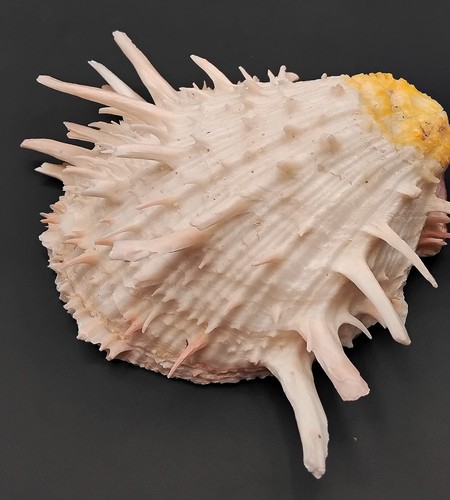 Seashell american thorny - seashell,