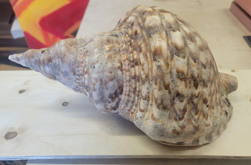 Large pacific triton - large, trumpet