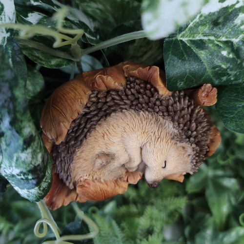 Vivid arts hedgehog plant - -,