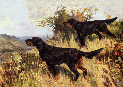 Gordon setter dog greeting - gordon,