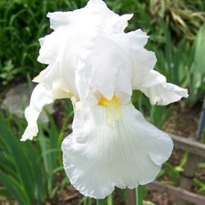 IRIS GERMANICA IMMORTALITY