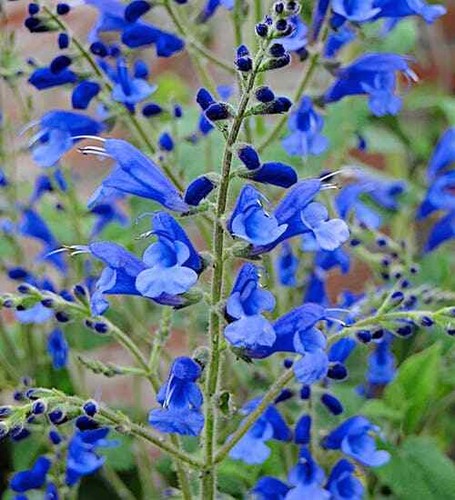 Salvia blue butterflies - blue, plant