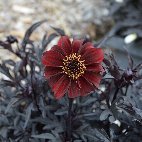 Dahlia dreamy hot - ‘dreamy,
