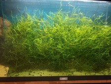 Java Moss - Live Aquarium