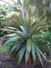 Cordyline Indivisa - Stunning Rare Mountain Cabbage Tree - 10 Fresh Seeds