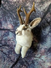 Jackalope Taxidermy Half Body