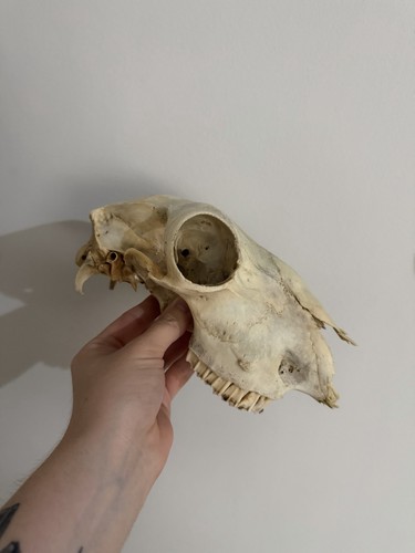 Nature found sheep skull - nature,