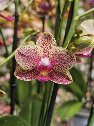 Phal pikachu spikes orchid - pikachu,