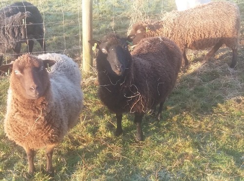 Fleeces from shetland - fleeces,