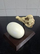 Superb Replica mounted Birds Eggs DODO  EGG  &  SKULL